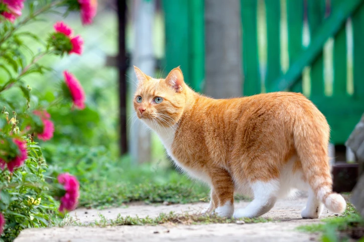 Maak in 4 stappen van je tuin een veilig kattenparadijs