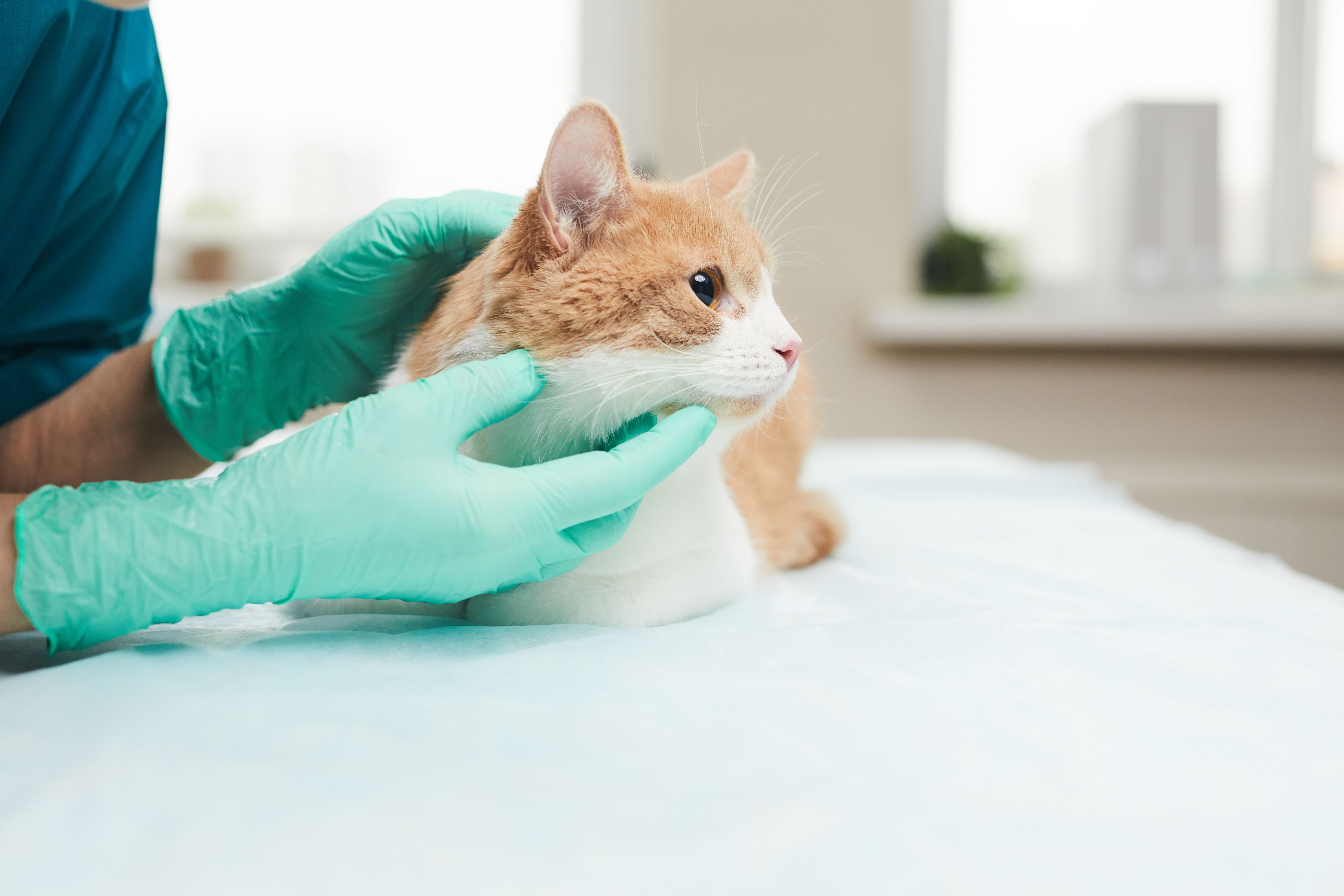 Witte kat wordt gecontroleerd bij de dierenarts