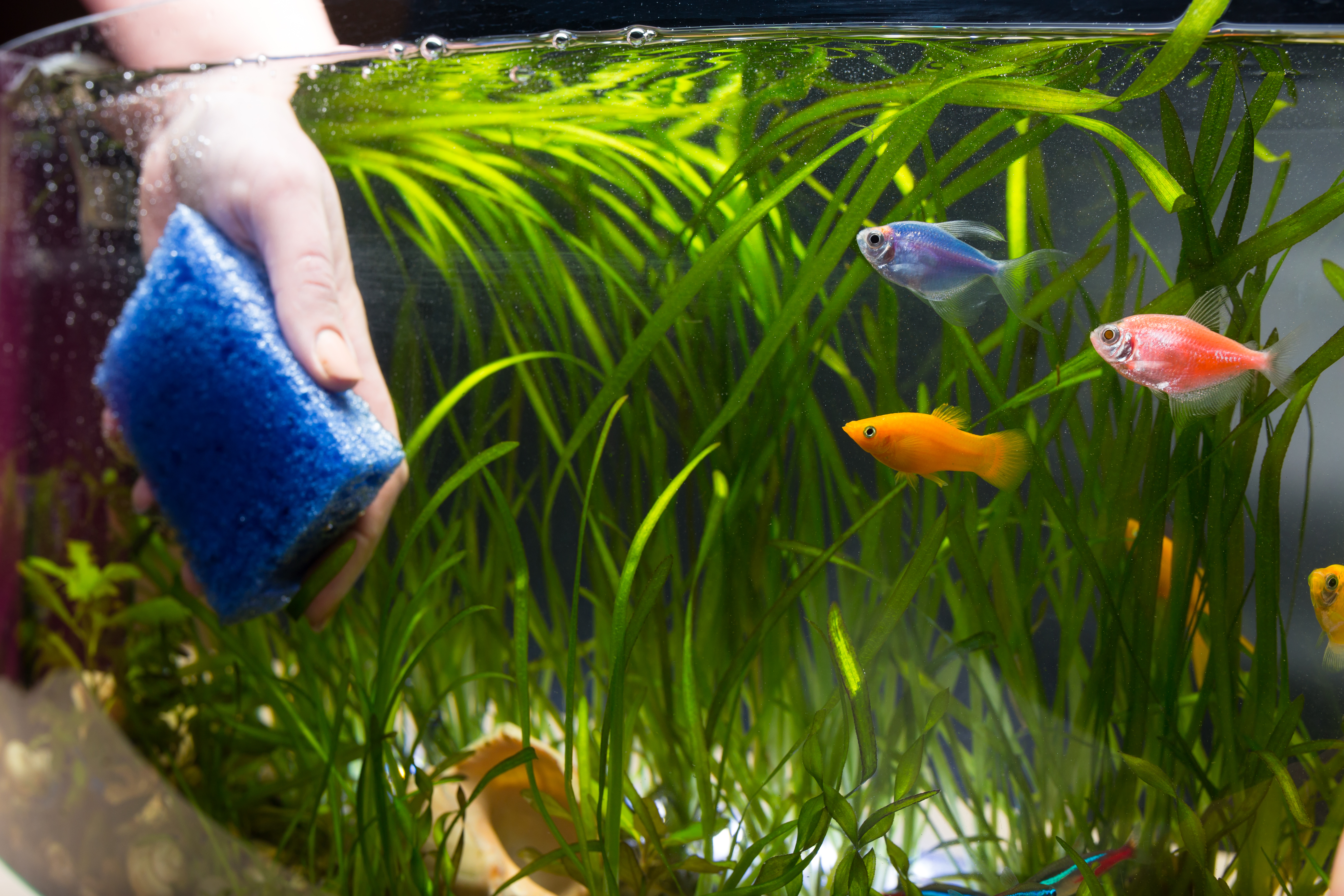 Hand in aquarium maakt schoon met spons