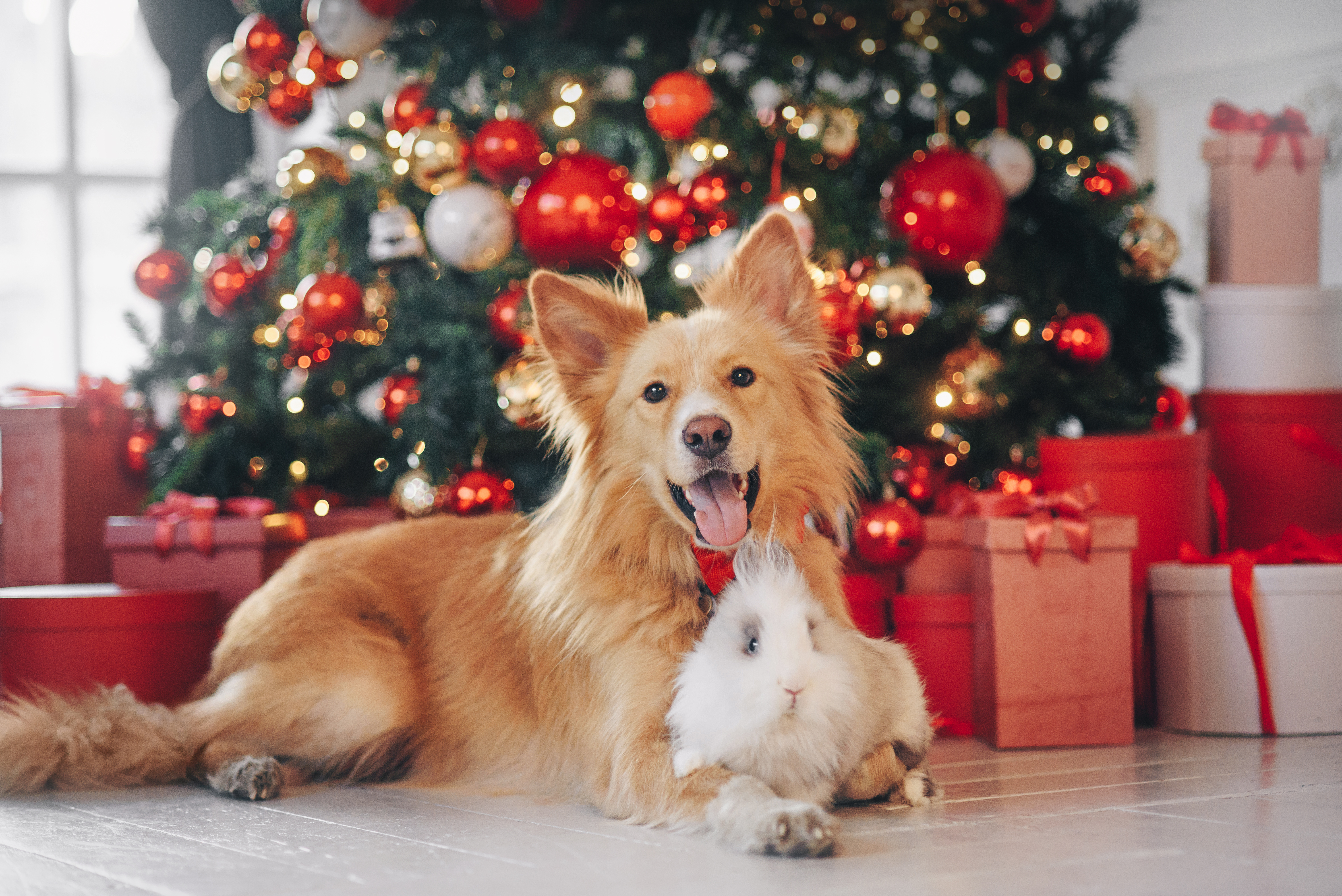 Hond en konijn liggend voor de kerstboom
