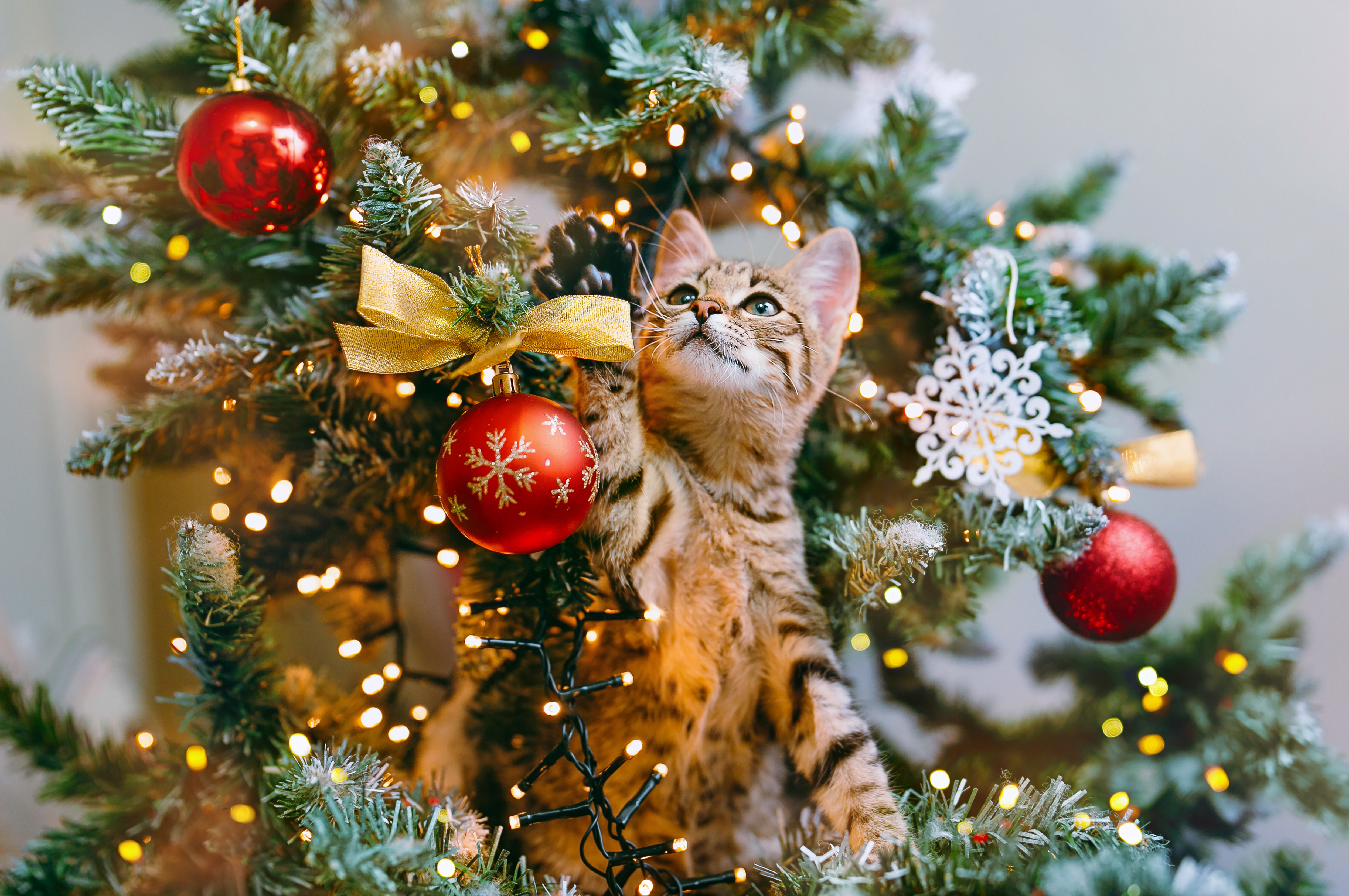Kitten in kerstboom