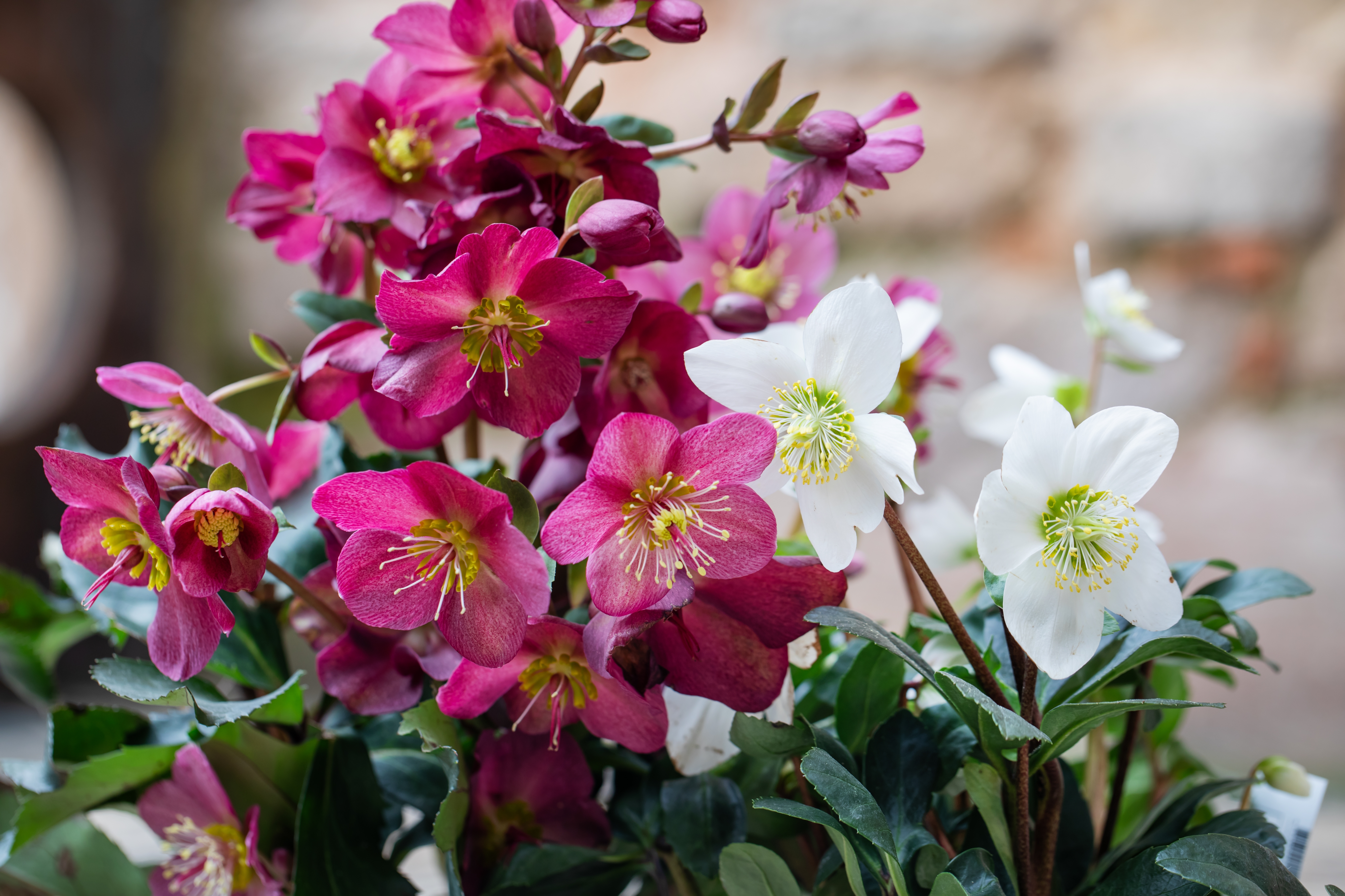Helleborus in de winkel
