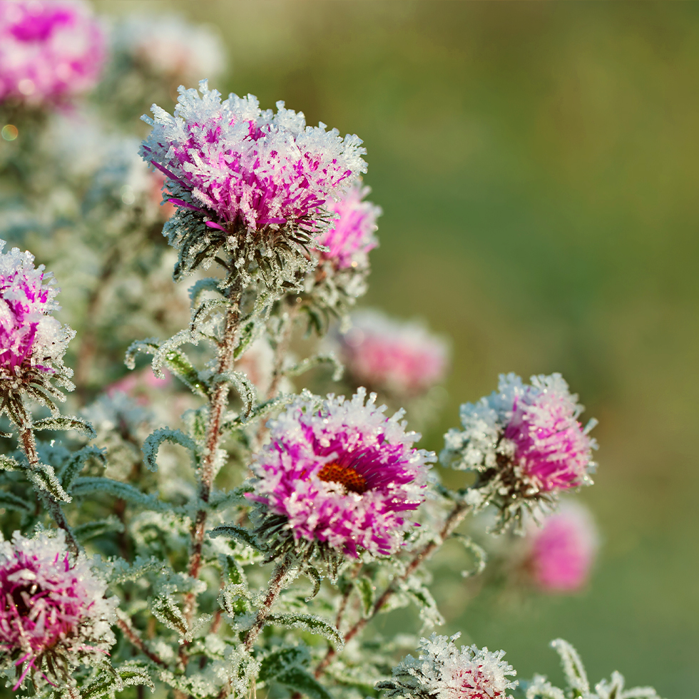 bloem beschermen tegen vorst