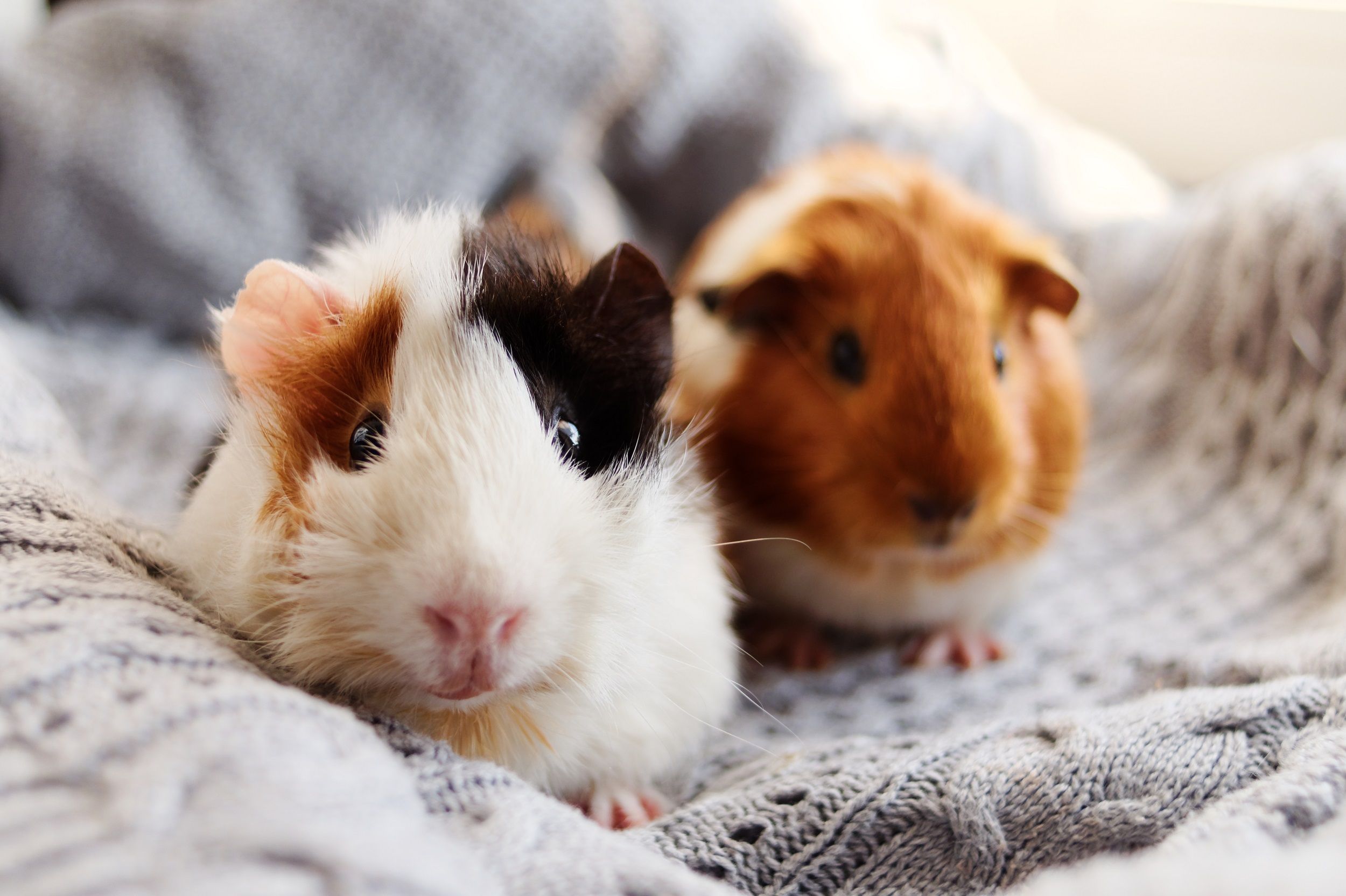 Twee cavia's op een grijs kleed
