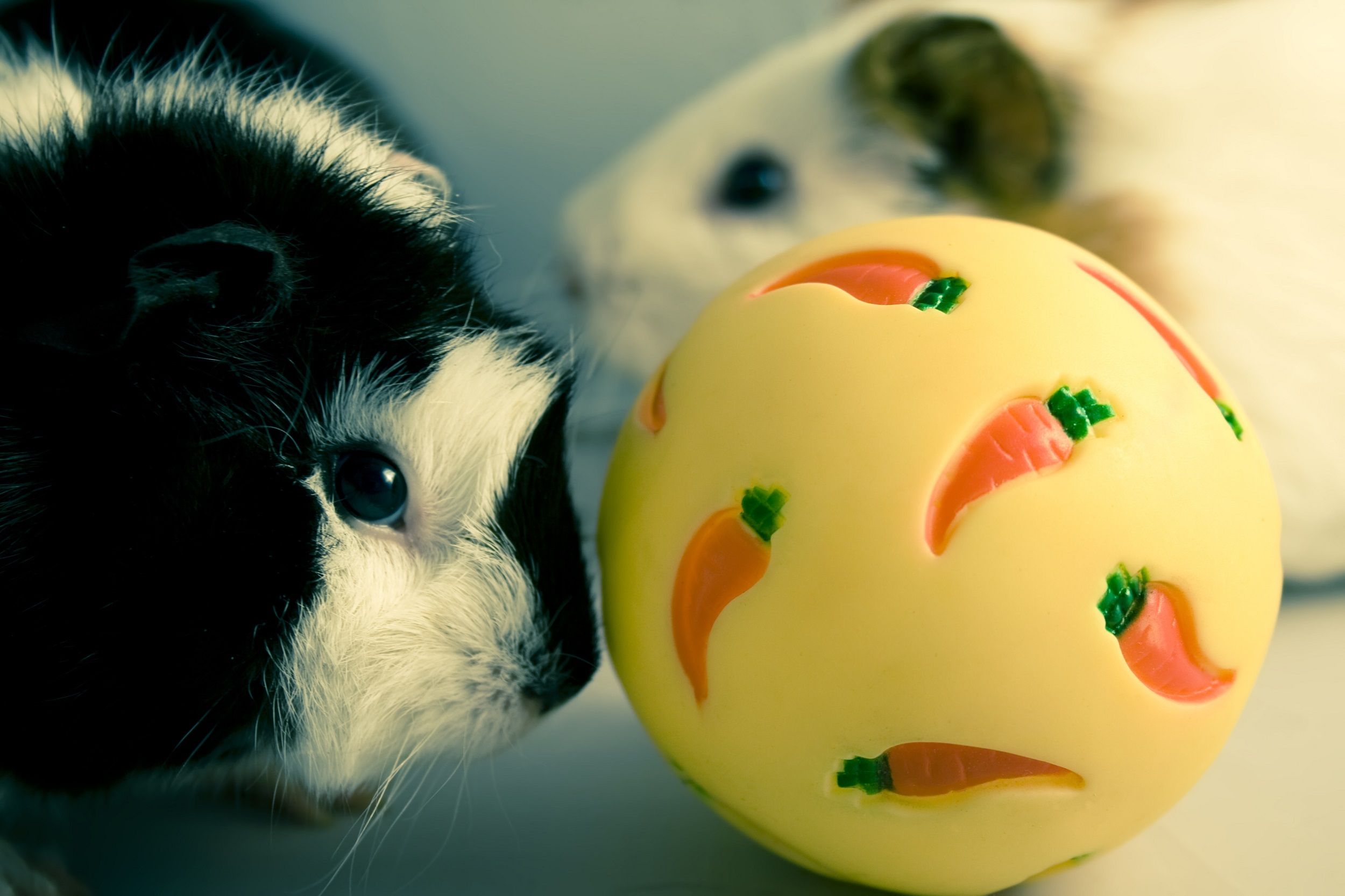 Cavia duwt zijn neus tegen bal met konijnen erop