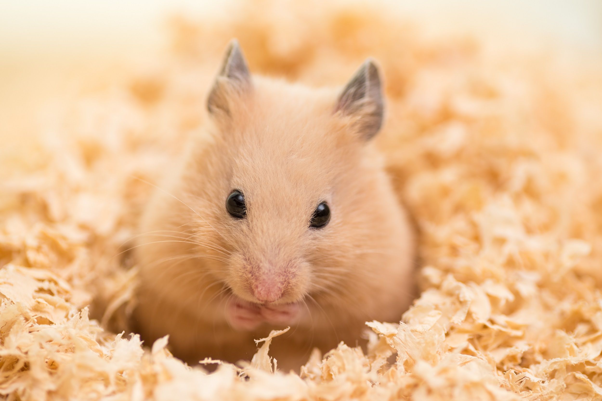 Hamster in stro