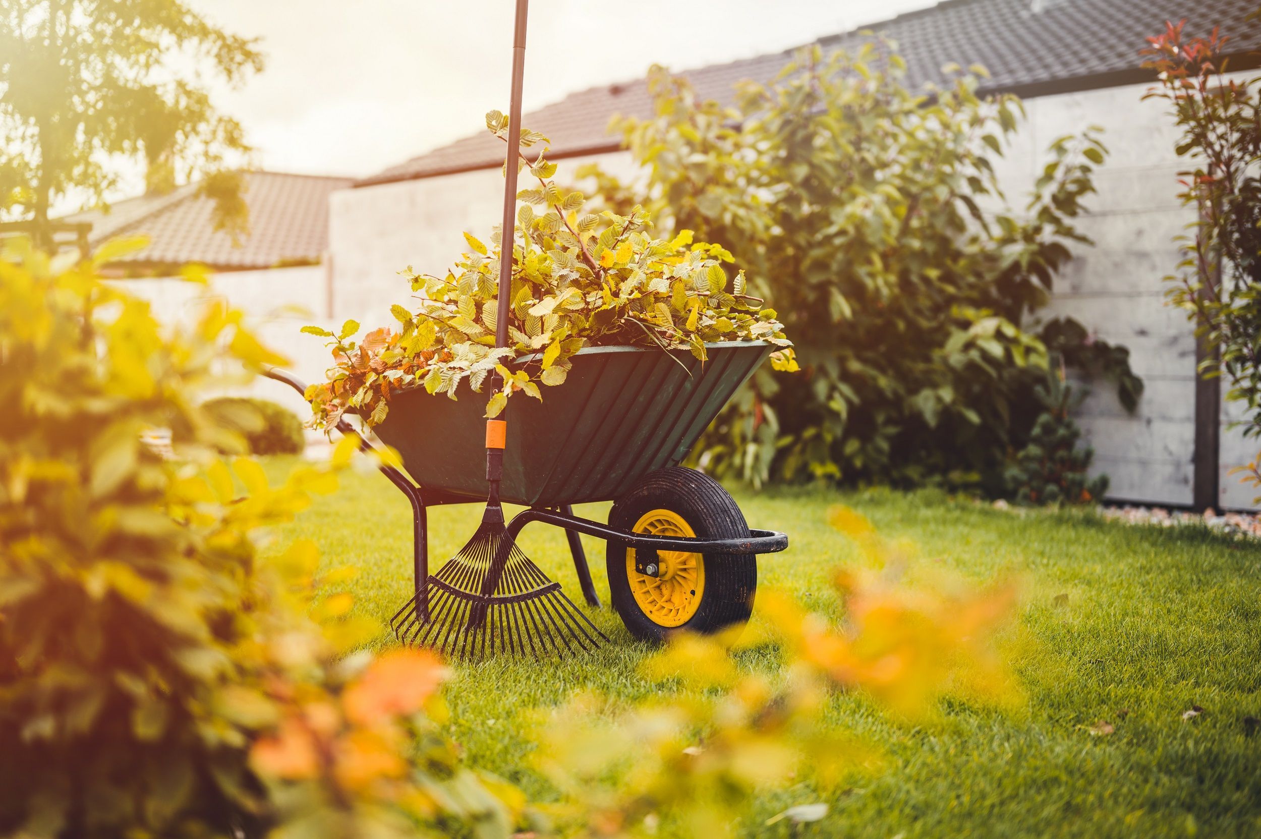 Plant gesnoeid, kruiwagen vol