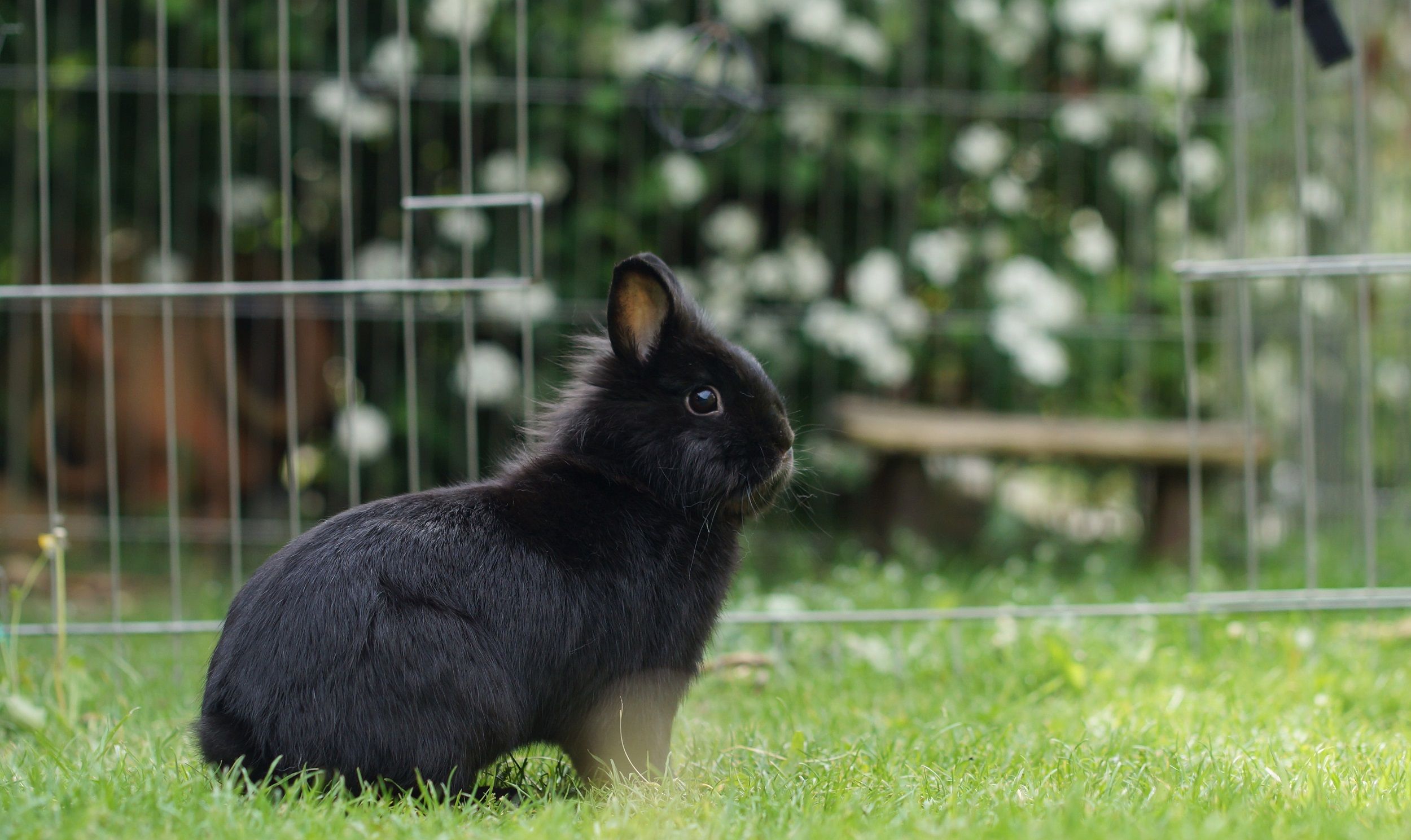 Zwart konijntje in de tuin