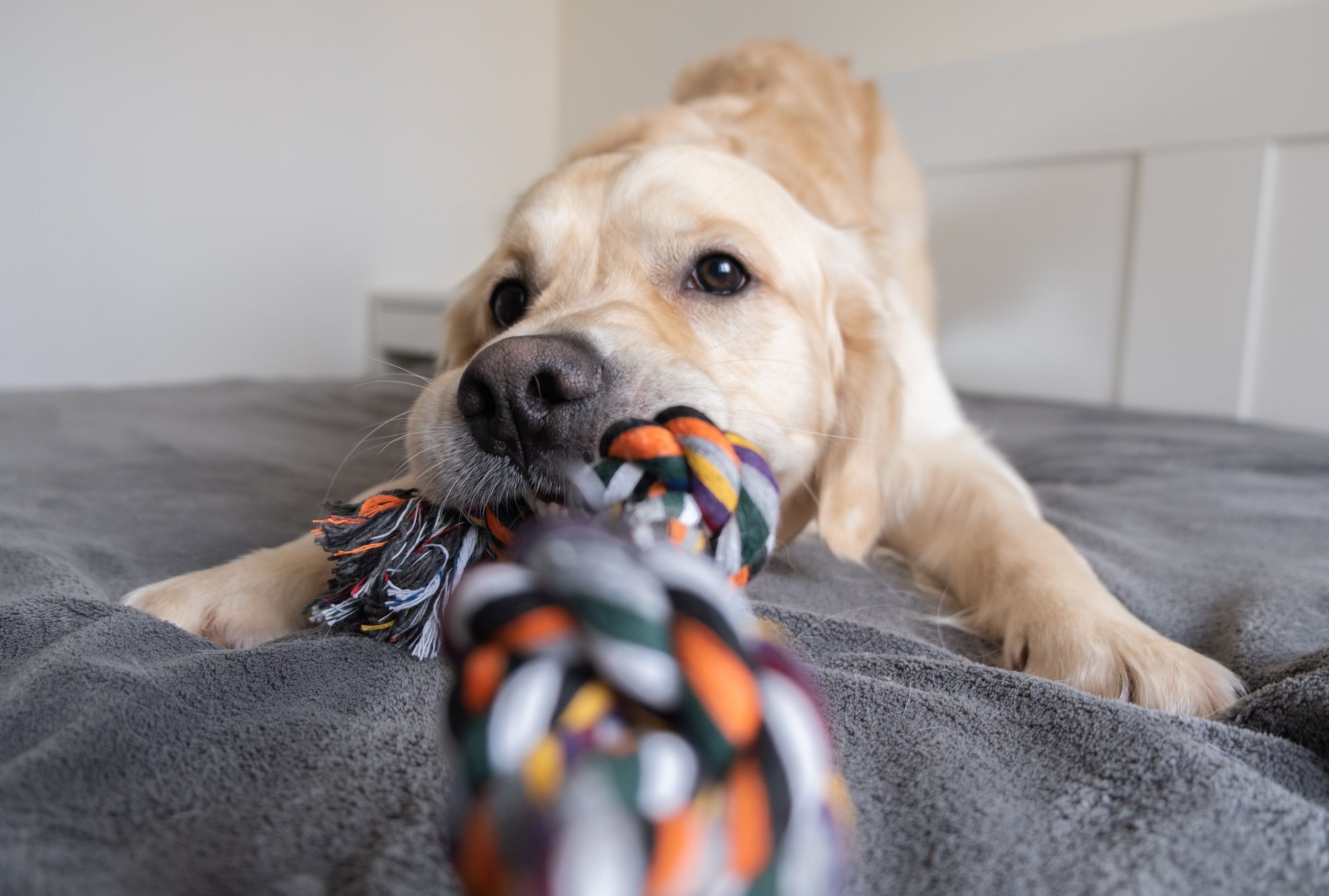 Hond trekt aan speelgoed op bed