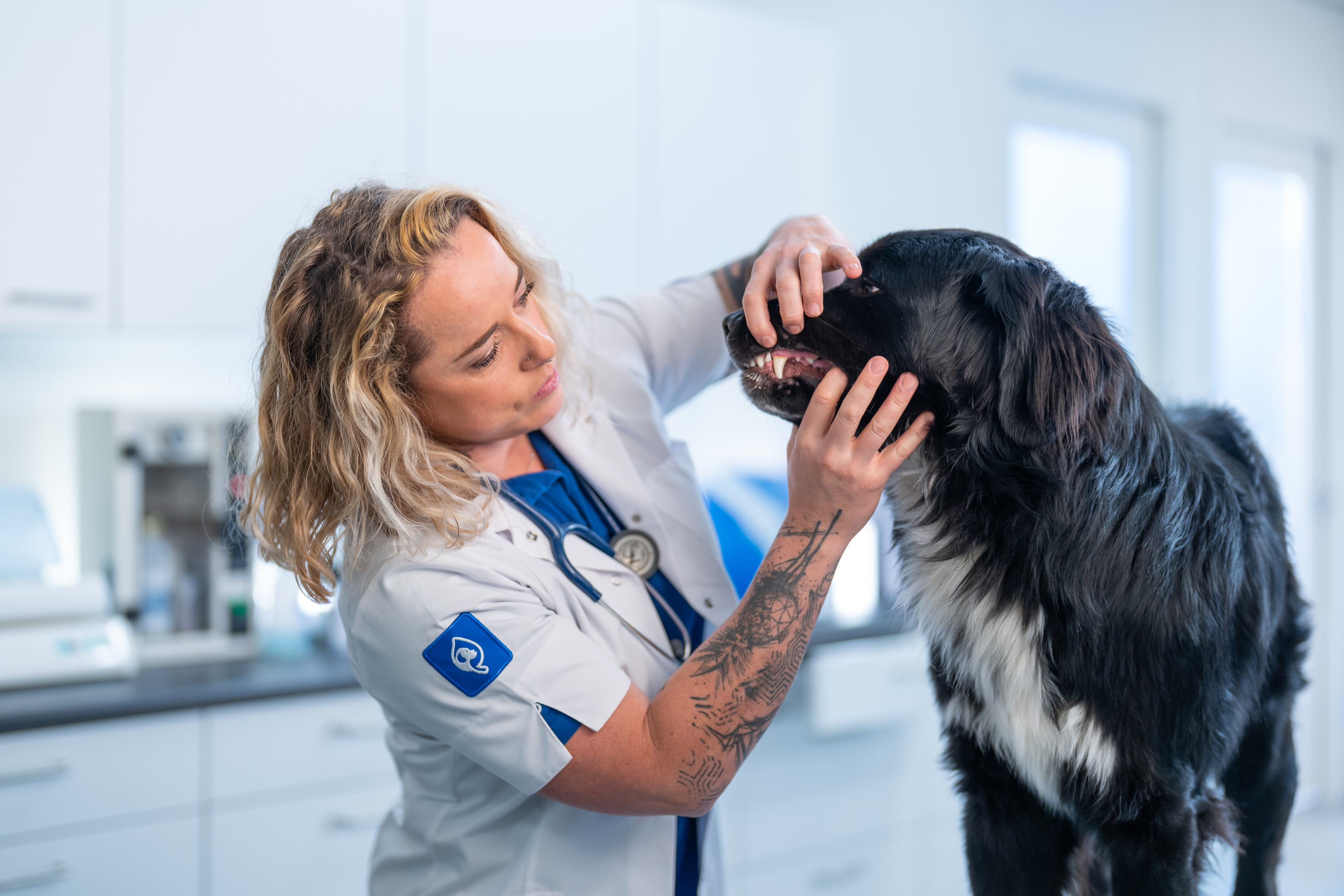 Dierenarts bekijkt het gebit van een hond