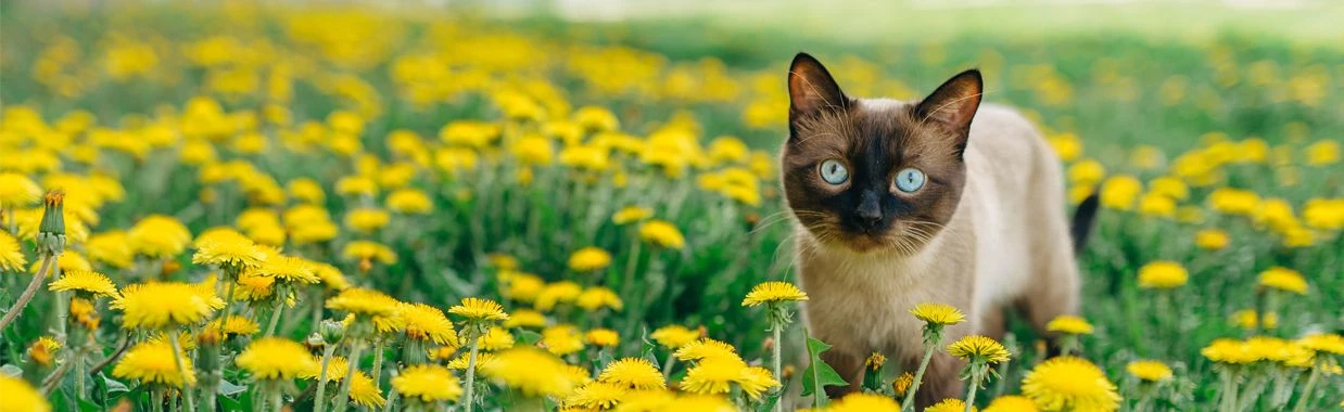 kat in bloemenveld - headerbanner.jpg
