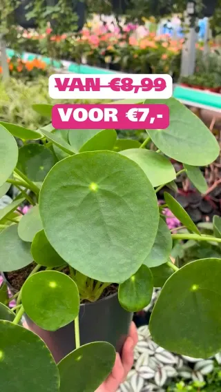 Ranzijn Instagram post