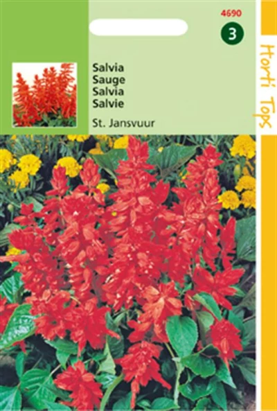 Salvia St Jansvuur Scharlaken