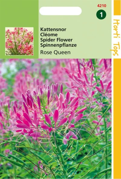 Hortitops Cleome Spinosa Rose Queen
