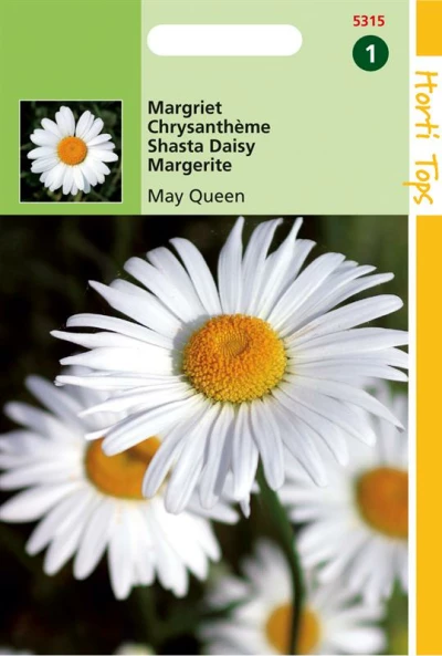 Hortitops Chrysanthemum Vernale Leuc May Queen