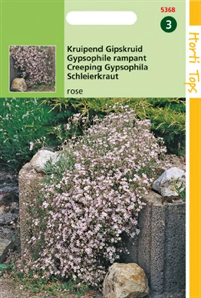 Gypsophila Repens Rose Bloeiend