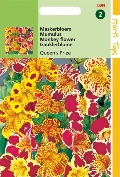 Mimulus Cupreus Queen's Prize