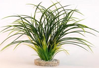 Waterplant Sydeco Fan Grass 30 cm
