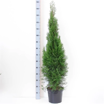 Westerse levensboom / Thuja occidentalis smaragd 1.00 tot 1.25 meter potgedrukt