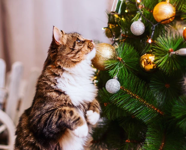 kat en kerstboom filter.png