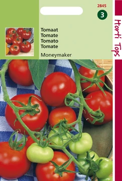 Tomaten Moneymaker