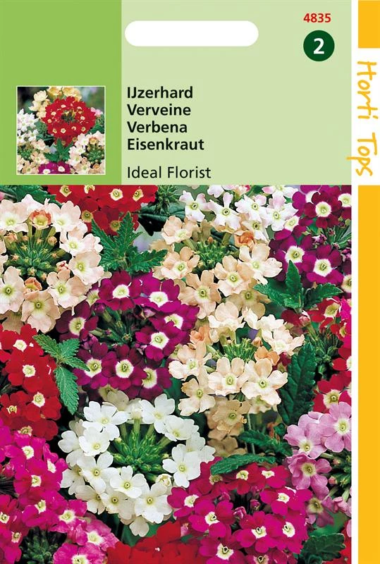 Ht Verbena Mammouth/Ideal Florist Gemengd
