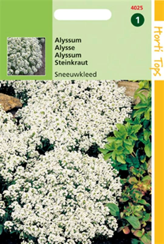 Alyssum Lobularia Maritimum Procumbens Sneeuwkleed