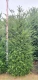 Venijnboom/Taxus baccata 1.60 tot 1.80 meter met kluit