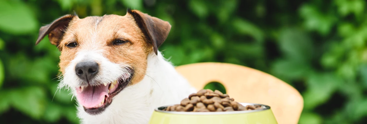 Bloeien Kalmte Uitverkoop 8 tips om geld te besparen op je huisdier | Ranzijn tuin & dier