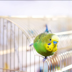 Ongewijzigd Lagere school Logisch Vogels | Alles voor jouw vogel vind je bij Ranzijn Tuin & Dier