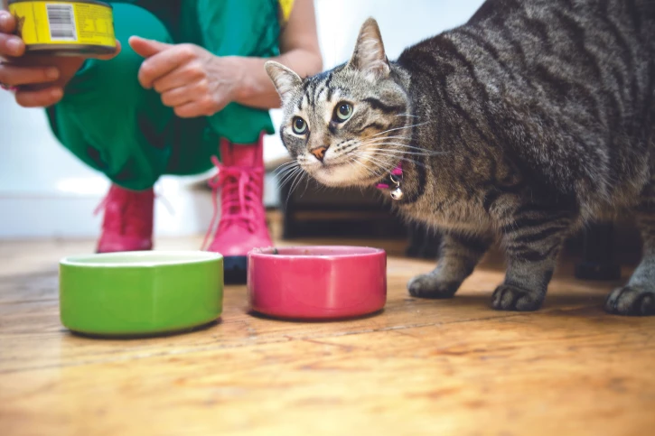 Tips en adviezen voor het voeden van je kat