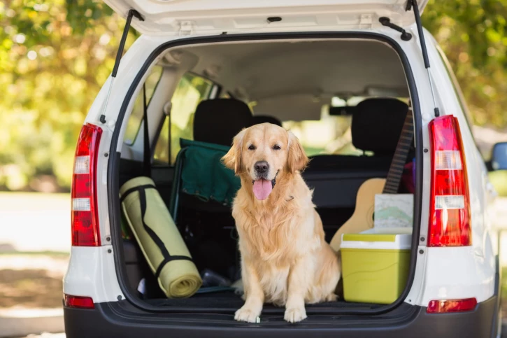 Safety first: met je hond in de auto op pad