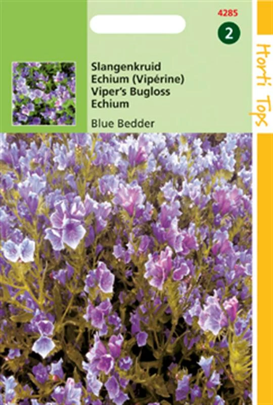 Ht Echium Plantagineum Blue Bedder