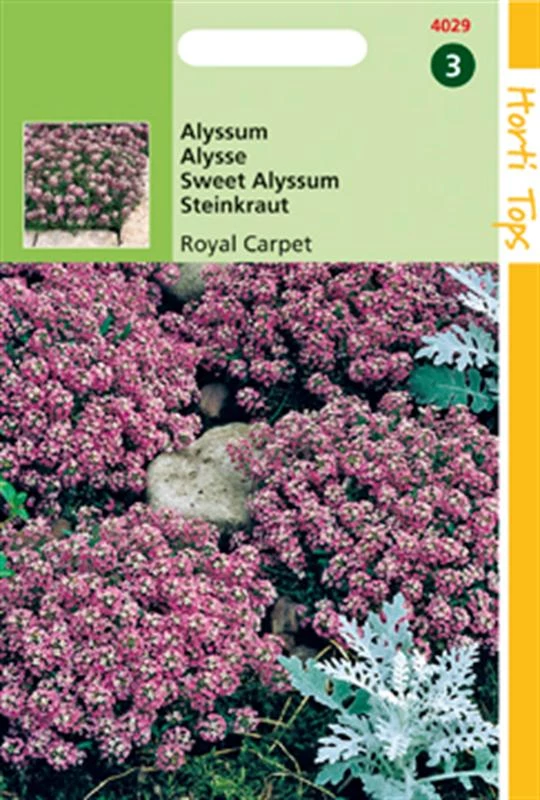 Alyssum Mar.Procumbens Royal