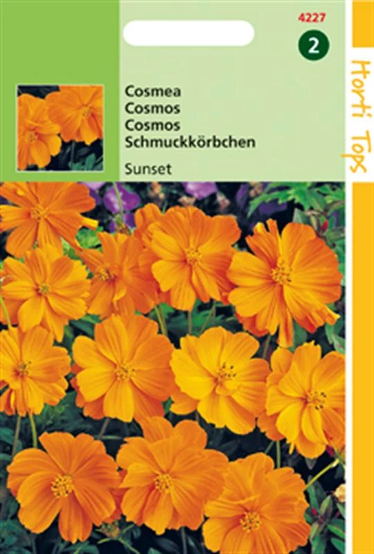 Ht Cosmos Sulphureus Sunset Oranje-