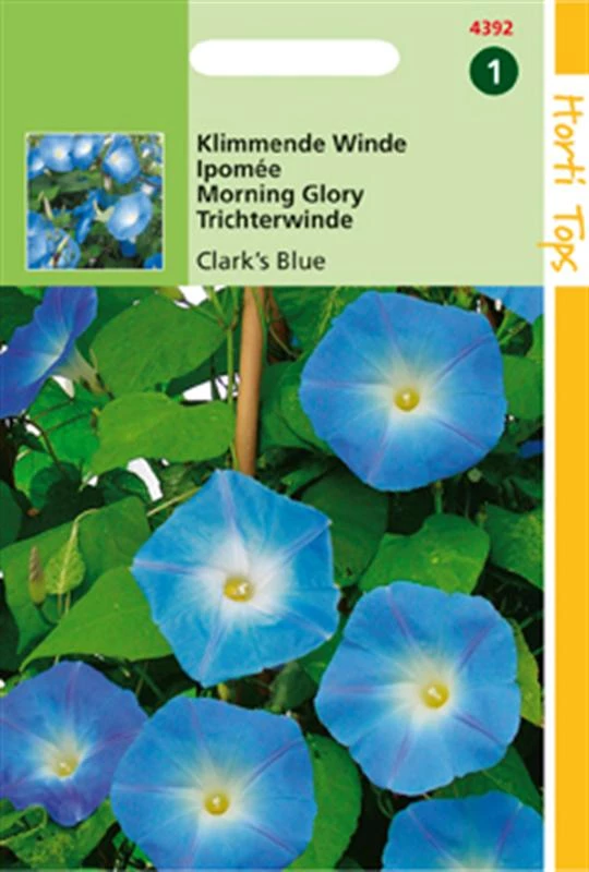 Hortitops Ipomoea tricolor (rubro c.) Clark's Blue