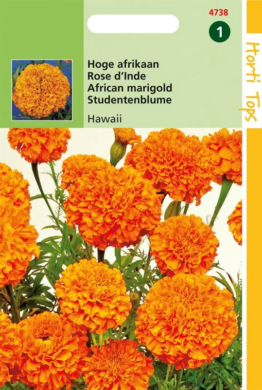Hortitops Tagetes Erecta Hawaii Fl.Pl. Oranje