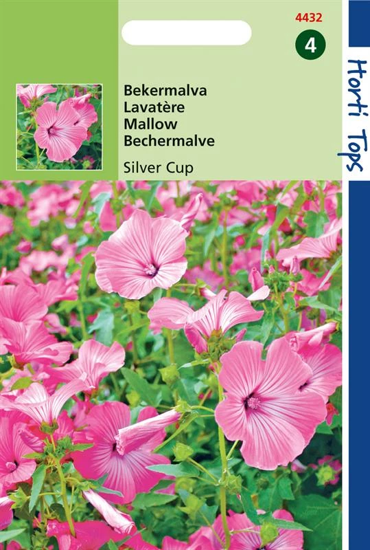 Lavatera Silvercup Rose