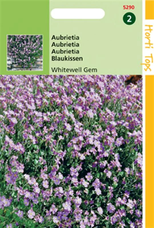 Ht Aubrietia Hybrida Grfl.Whitewell