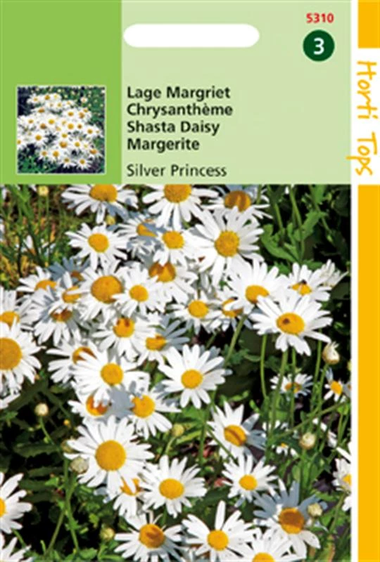 Crysanthemum Max.Nanum S.Princess