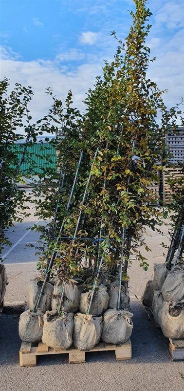 Haagbeuk / Carpinus betulus 1.75 tot 2.00 meter met kluit