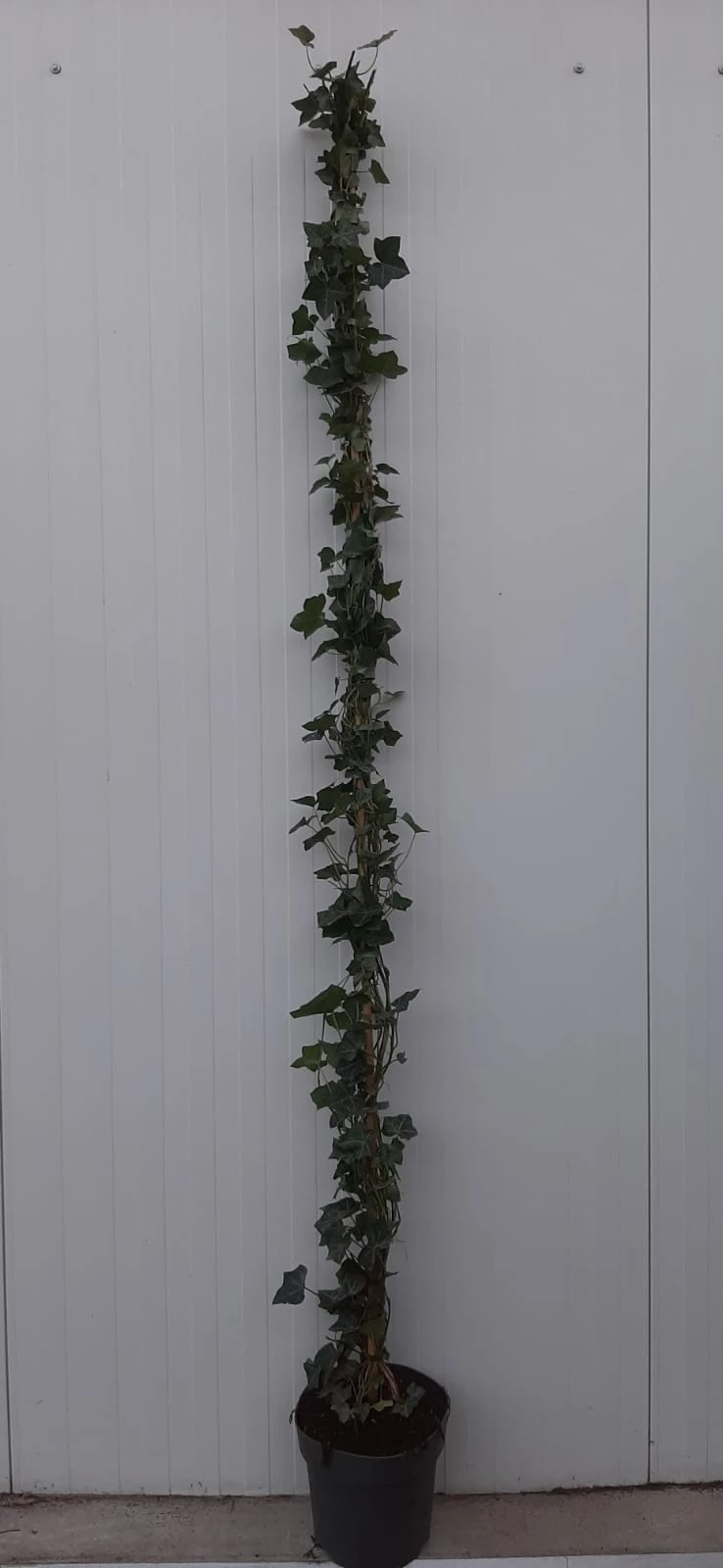Ierse klimop / Hedera  hibernica 2.40 meter potgekweekt/gestokt