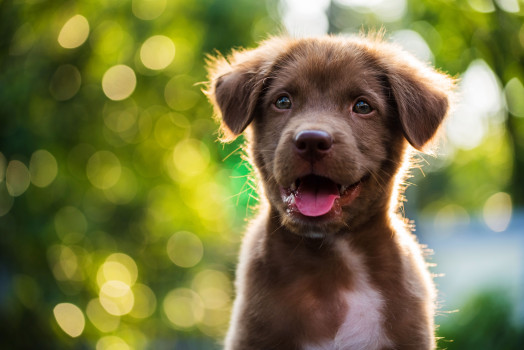 Hertellen smeren boog Honden | Alles voor jouw hond vind je bij Ranzijn Tuin & Dier